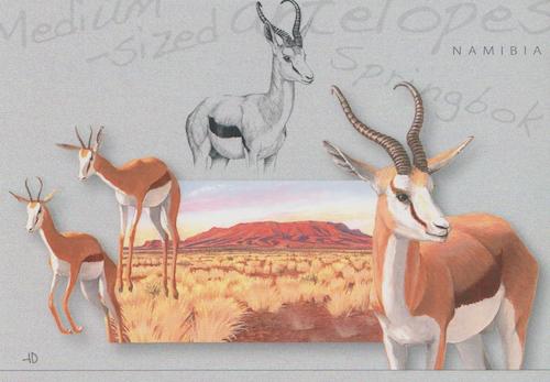 Medium Sized Antelopes, Springbok