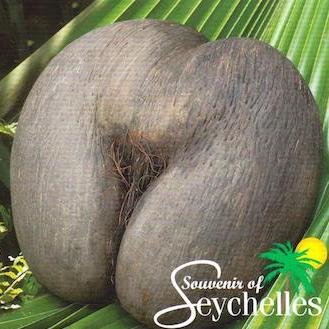 Seychelles Coconut