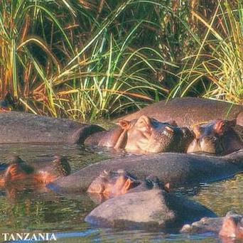 Tanzania Postcards
