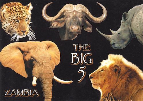 The Big Five: Lion, Elephant, Water Buffalo, Lioness, Rhinoceros