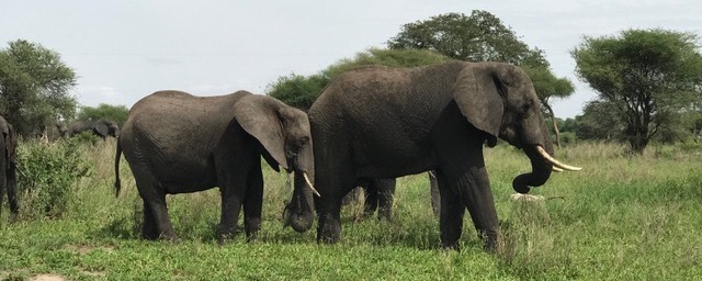 Elephants seen on safari in Tanzania