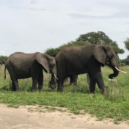 Elephants on safari in Tanzania