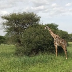 Giraffes on safari in Tanzania