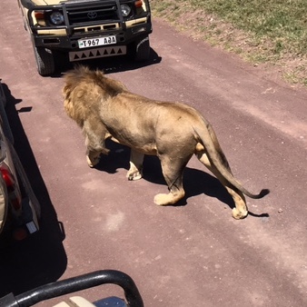Lions on Safari in Tanzania