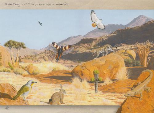 Brandberg Wildlife Panorama