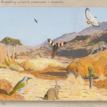 Brandberg Wildlife Panorama