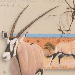 Large Antelopes, Gemsbok