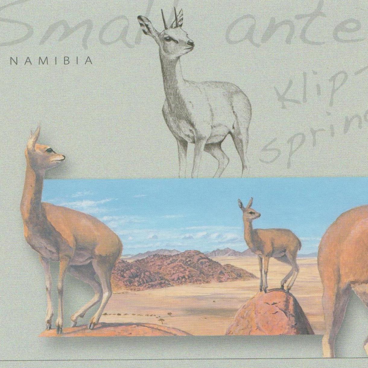 Small Antelopes, Springbok