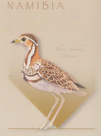 Three Banded Courser