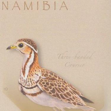 Three Banded Courser