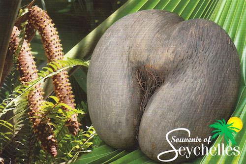 Seychelles Coconut