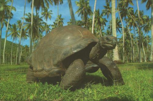 Giant Tortoise