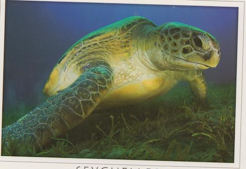 Hawk Bill Sea Turtle
