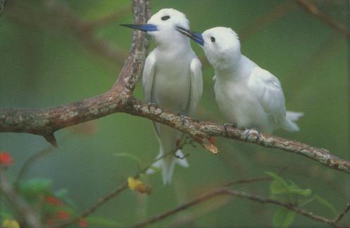 White Tern