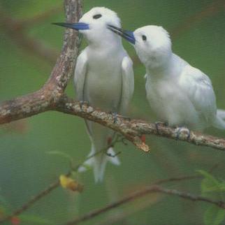 White Tern