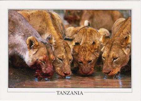 Pride of Lions at a watering hole