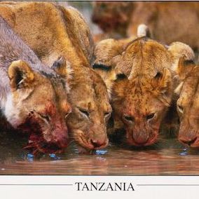 Pride of Lions at a watering hole