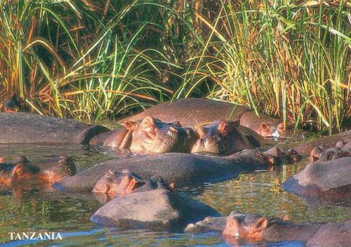 Hippopotamus