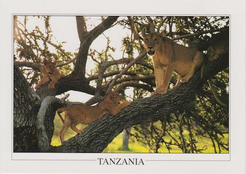 Lions in a tree