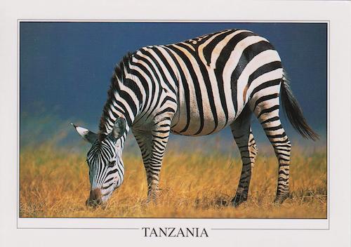 Zebra