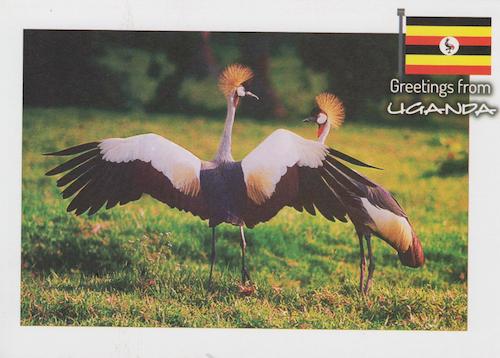 Grey Crown Crane (3)