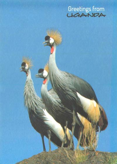 Grey Crowned Crane