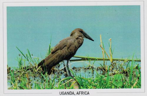 Shoebill Bird