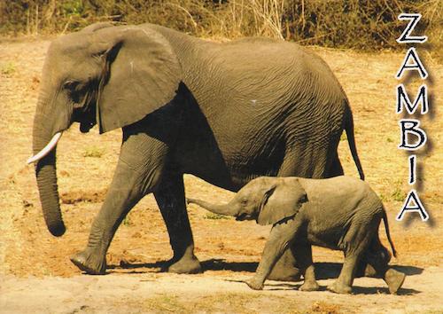 African Elephants