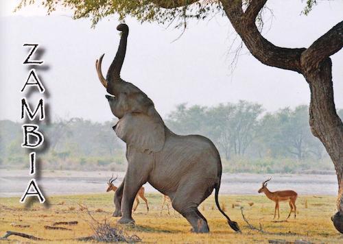 Elephant reaching for leaves