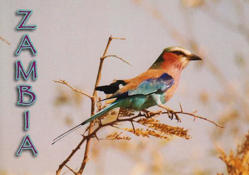 Lilac Breasted Roller